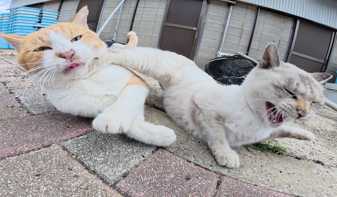 シャム猫と追いかけっこがしたい茶シロ猫ちゃん