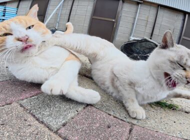 シャム猫と追いかけっこがしたい茶シロ猫ちゃん