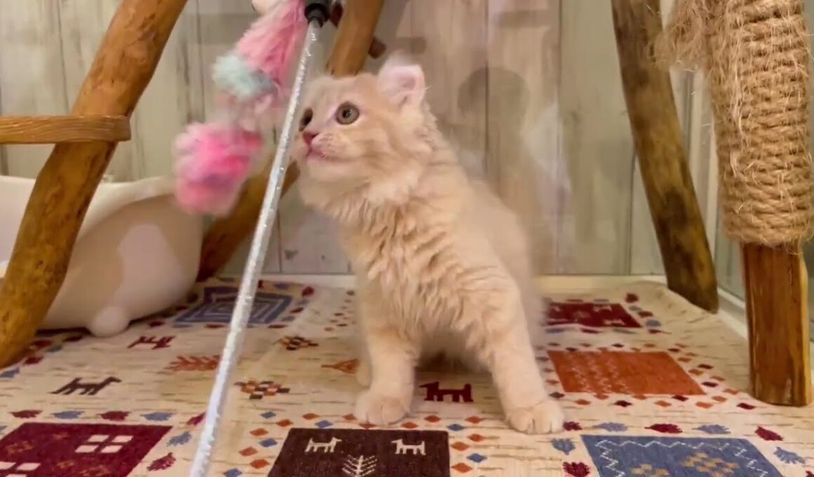 アメリカンカール　男の子　2025/07/26生まれ