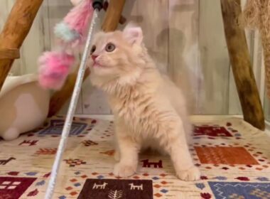 アメリカンカール　男の子　2025/07/26生まれ