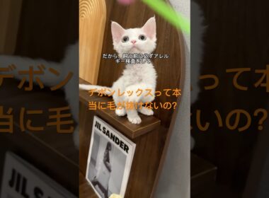 猫アレルギーでも大丈夫？デボンレックスの抜け毛の真実#デボンレックス #猫アレルギー #猫の抜け毛 #猫の知識 #猫の豆知識 #猫好き #猫動画 #短毛猫 #猫を飼う前に #ペットの健康