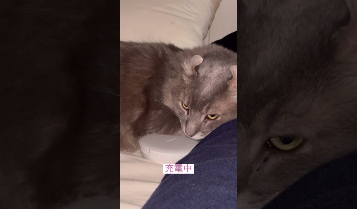 充電中 #ねこ動画 #アメリカンカール #catshorts