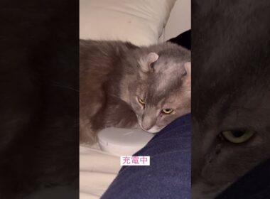 充電中 #ねこ動画 #アメリカンカール #catshorts