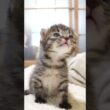 カワイイ鳴き声で甘えてる赤ちゃん子猫【赤ちゃん猫　保護猫】 #asmr