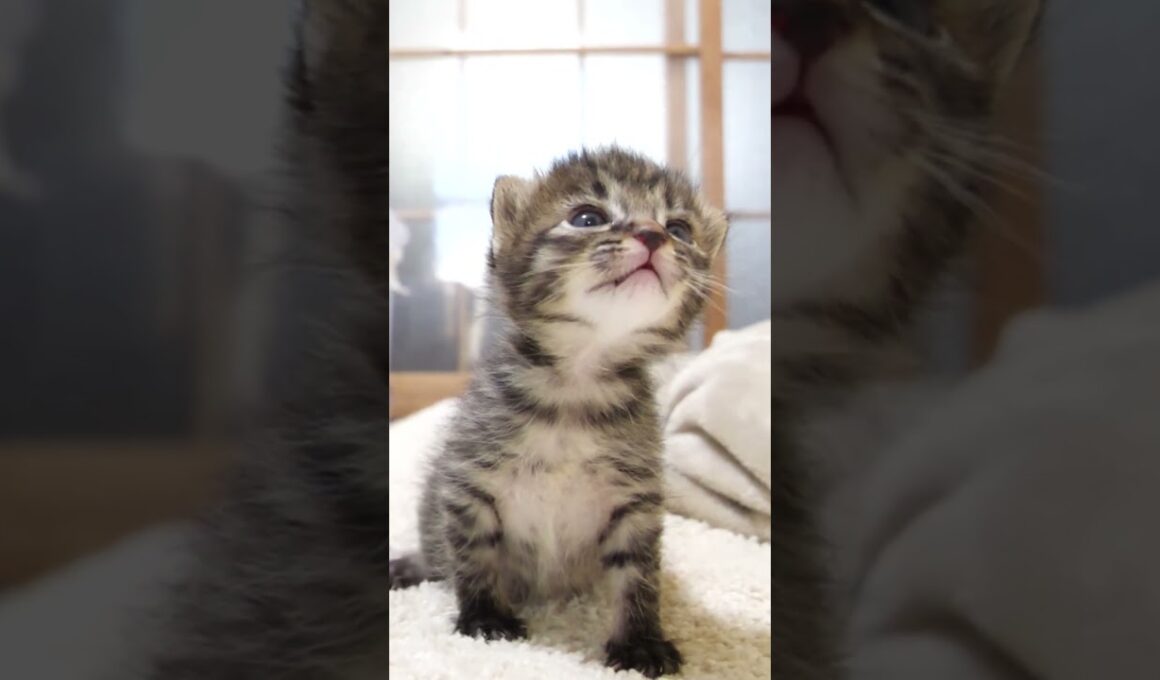 カワイイ鳴き声で甘えてる赤ちゃん子猫【赤ちゃん猫　保護猫】 #asmr
