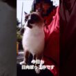 午前のシャム猫さん。#猫#ねこ#cat#かわいい#Shorts