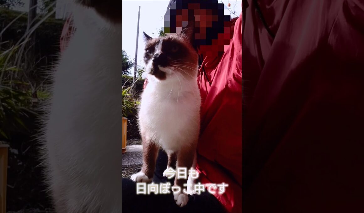 午前のシャム猫さん。#猫#ねこ#cat#かわいい#Shorts