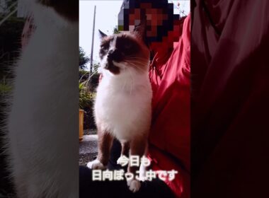 午前のシャム猫さん。#猫#ねこ#cat#かわいい#Shorts