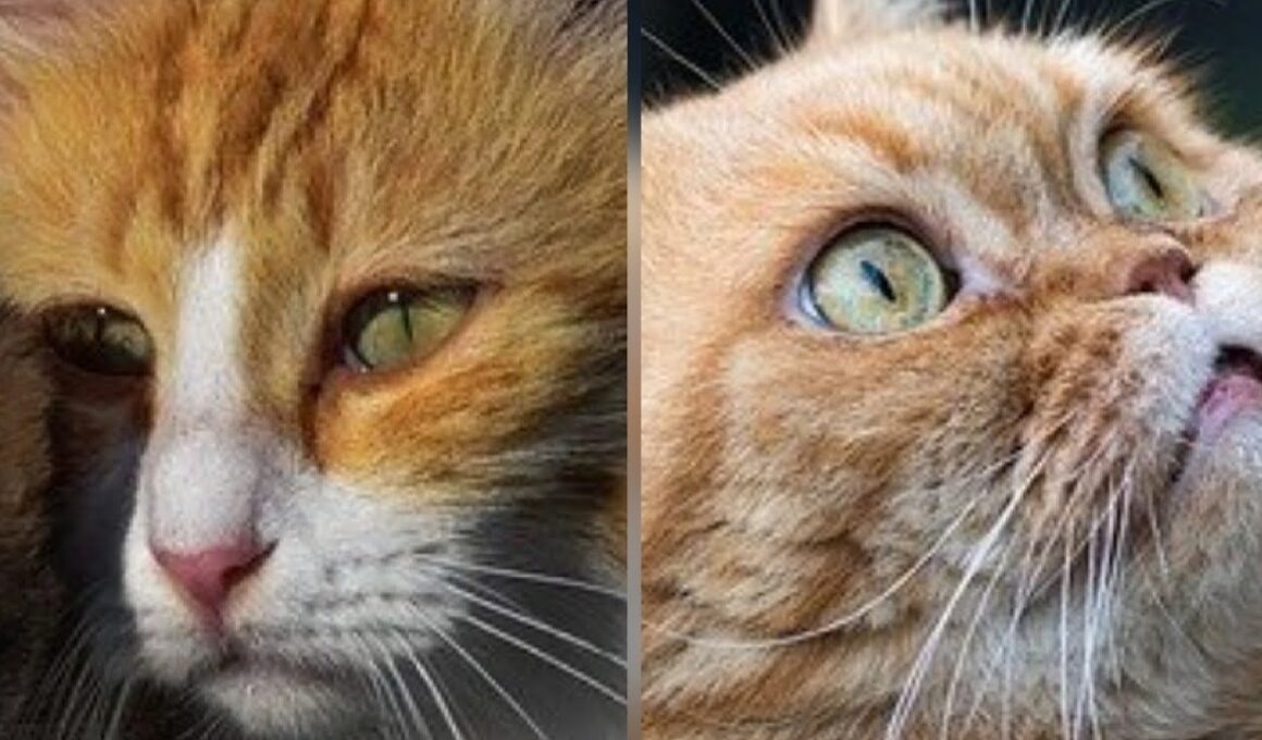 #shorts Most Beautiful and Chonky cats#awwanimals#memes#cats