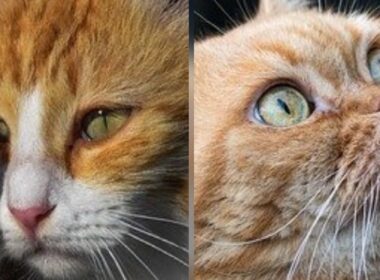 #shorts Most Beautiful and Chonky cats#awwanimals#memes#cats