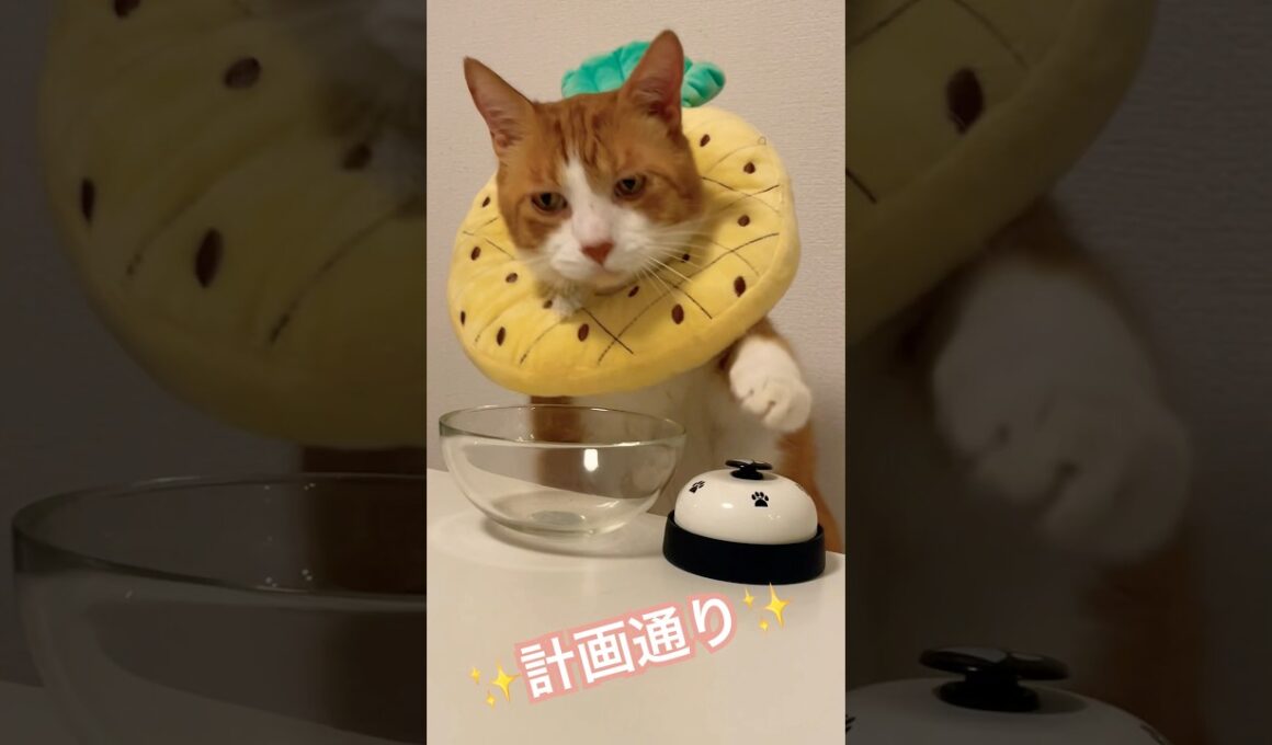 計画通りにベルを押して餌を調達するしめしめじ茶トラでぶ猫 #shorts #しめしめじ