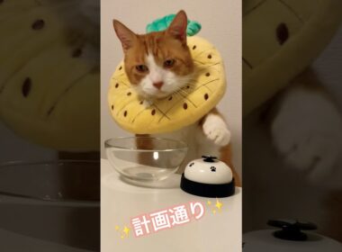 計画通りにベルを押して餌を調達するしめしめじ茶トラでぶ猫 #shorts #しめしめじ