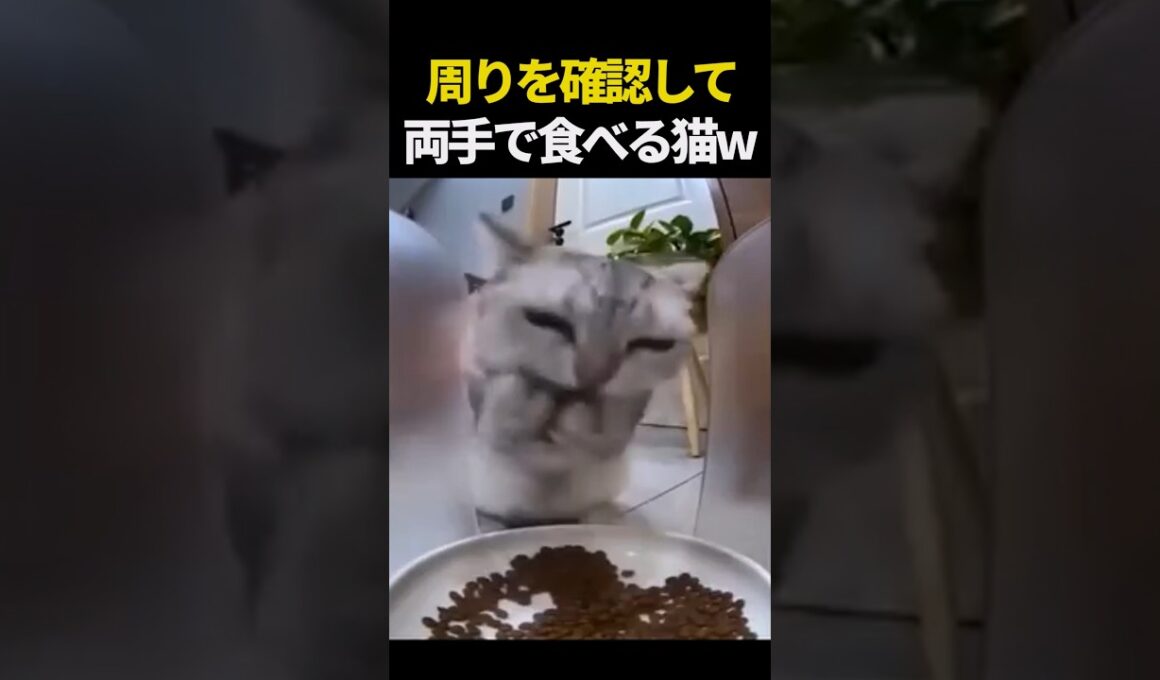 誰もいないことを確認して両手で食べる猫w
