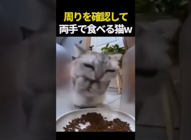 誰もいないことを確認して両手で食べる猫w