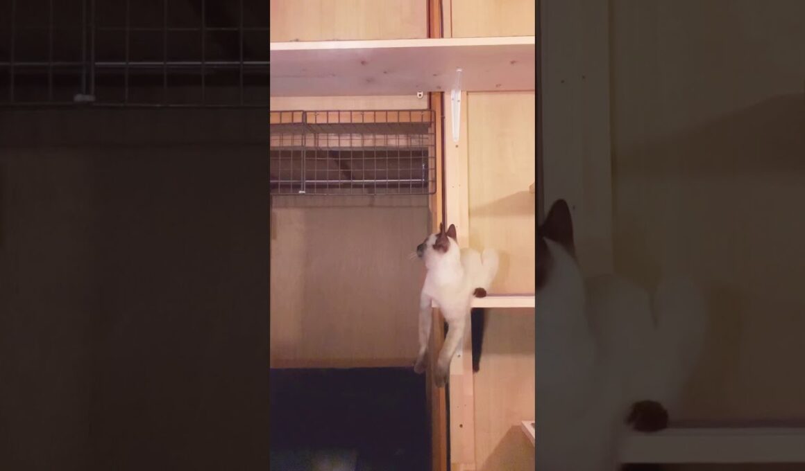 【シャム猫】子猫がボルダリングをマスターしました / The kitten has mastered bouldering.