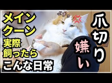 【猫あるある】ご機嫌だったのに爪切りでテンションだだ下がりのメインクーンの日常