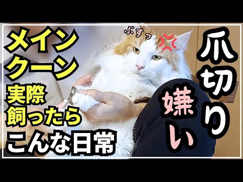 【猫あるある】ご機嫌だったのに爪切りでテンションだだ下がりのメインクーンの日常
