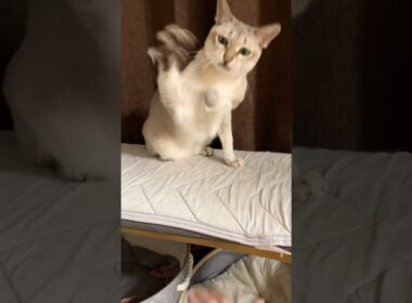 自分の抜け毛ボールでバレーの練習をするシンガプーラ