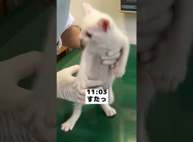 人に慣れ過ぎて病院でも余裕すぎる赤ちゃん猫の昼ルーティン