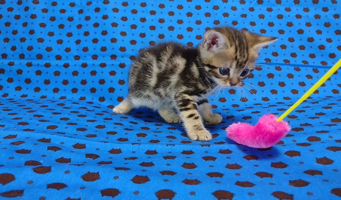 アメリカンショートヘアー