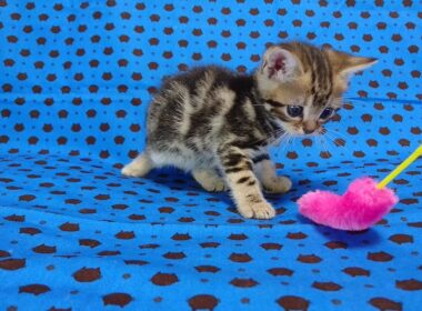 アメリカンショートヘアー