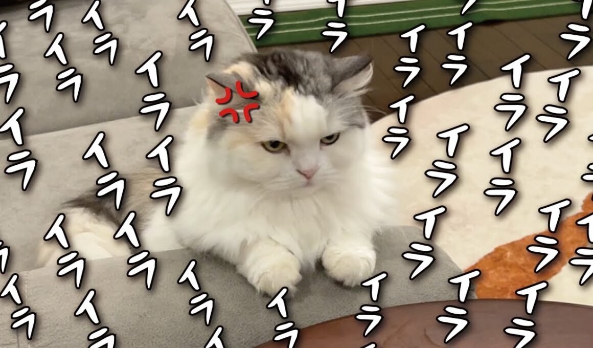 【完凸】つくしの怒りがついに限界突破しました