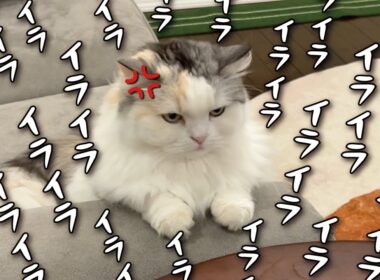 【完凸】つくしの怒りがついに限界突破しました