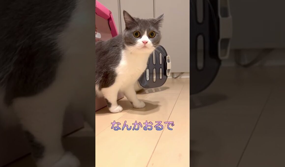 #shorts まるちゃんセンサーは全知全能にゃ🐯🤘✨ #猫 #cat #ブリティッシュショートヘア #britishshorthair #現場猫 #ハチワレ #猫の日常 #猫のいる暮らし