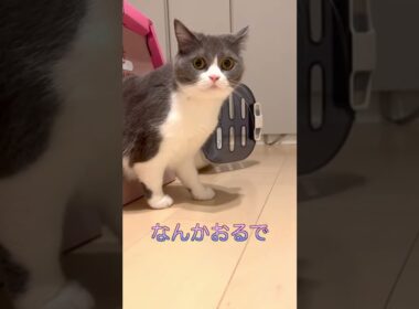 #shorts まるちゃんセンサーは全知全能にゃ🐯🤘✨ #猫 #cat #ブリティッシュショートヘア #britishshorthair #現場猫 #ハチワレ #猫の日常 #猫のいる暮らし