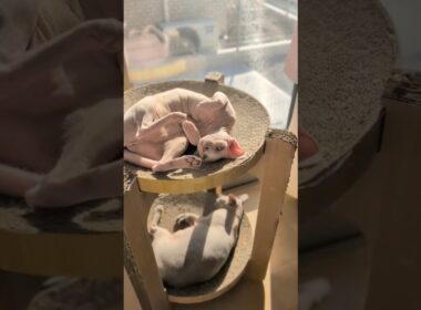 窓辺で日向ぼっこする猫アレクサンドラ【スフィンクス】