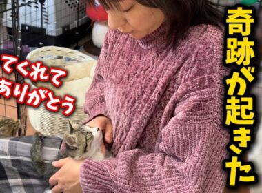子猫の譲渡日に…まさかの出来事が起こりました