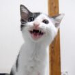 カワイイ鳴き声で子猫がご飯の催促をする？【赤ちゃん猫　保護猫】