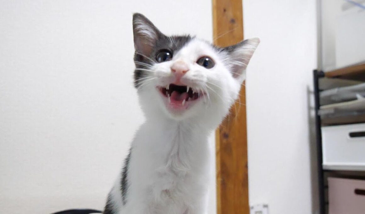 カワイイ鳴き声で子猫がご飯の催促をする？【赤ちゃん猫　保護猫】