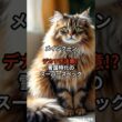 【メインクーン①】デカすぎ注意!? 雪国特化のスーパースペック #shorts #動物 #雑学 #猫 #ネコ