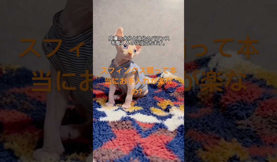 かわいいけど大変！スフィンクス猫が意外と手がかかる理由#スフィンクス #無毛猫 #猫の暮らし #猫のお世話 #猫の豆知識 #猫好き #キャットライフ #ねこすたぐらむ #猫動画 #猫との生活