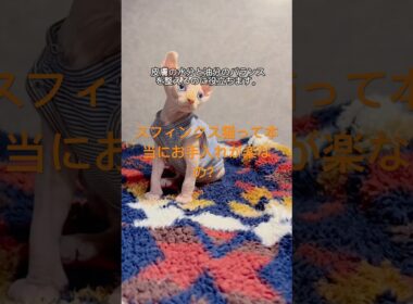かわいいけど大変！スフィンクス猫が意外と手がかかる理由#スフィンクス #無毛猫 #猫の暮らし #猫のお世話 #猫の豆知識 #猫好き #キャットライフ #ねこすたぐらむ #猫動画 #猫との生活