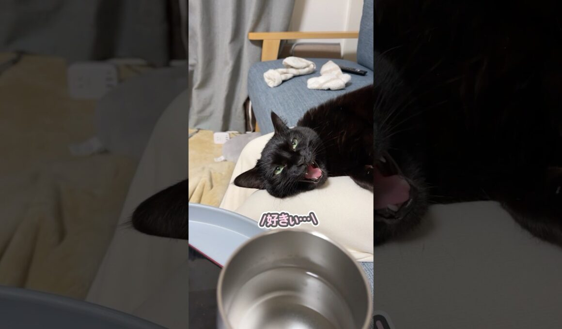 「ママ、大好きぃ…」と、お膝の上で液体のように甘える猫