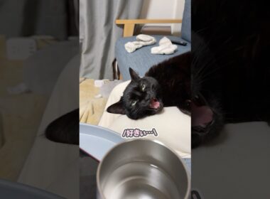 「ママ、大好きぃ…」と、お膝の上で液体のように甘える猫