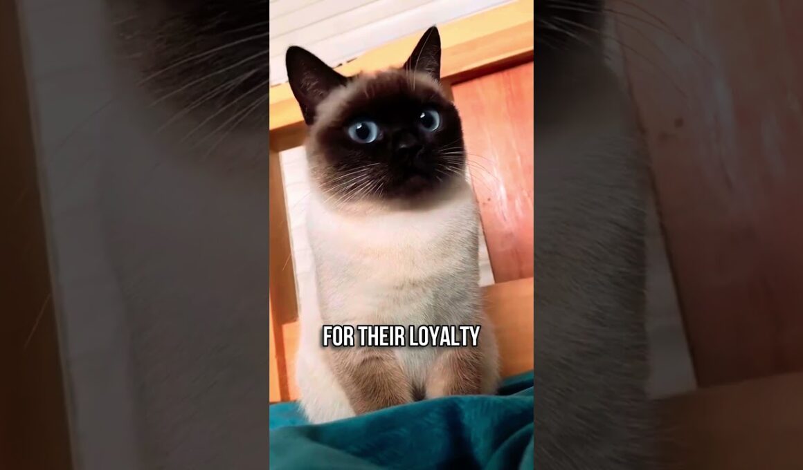 🎭🐈シャム猫が最高な理由！