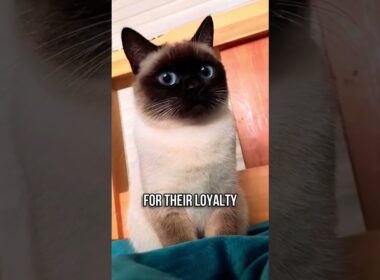 🎭🐈シャム猫が最高な理由！