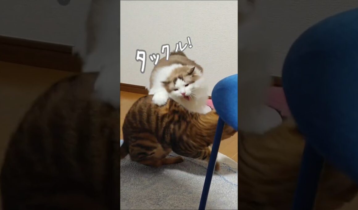 ラグドールの本気タックル｜トイガー&ラグドール　#トイガー #ラグドール #猫パンチ　#catshorts　#猫のいる暮らし