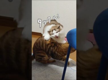 ラグドールの本気タックル｜トイガー&ラグドール　#トイガー #ラグドール #猫パンチ　#catshorts　#猫のいる暮らし