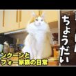 毎朝、ごはん待ちしてる猫│ライブ配信の裏側【メインクーン】