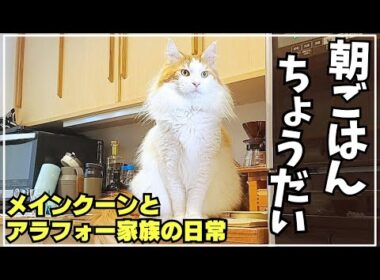 毎朝、ごはん待ちしてる猫│ライブ配信の裏側【メインクーン】