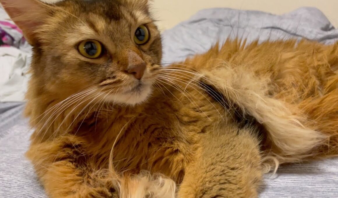 愛猫と添い寝したくてしつこい飼い主【ソマリ】