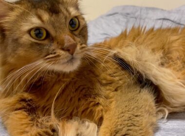 愛猫と添い寝したくてしつこい飼い主【ソマリ】