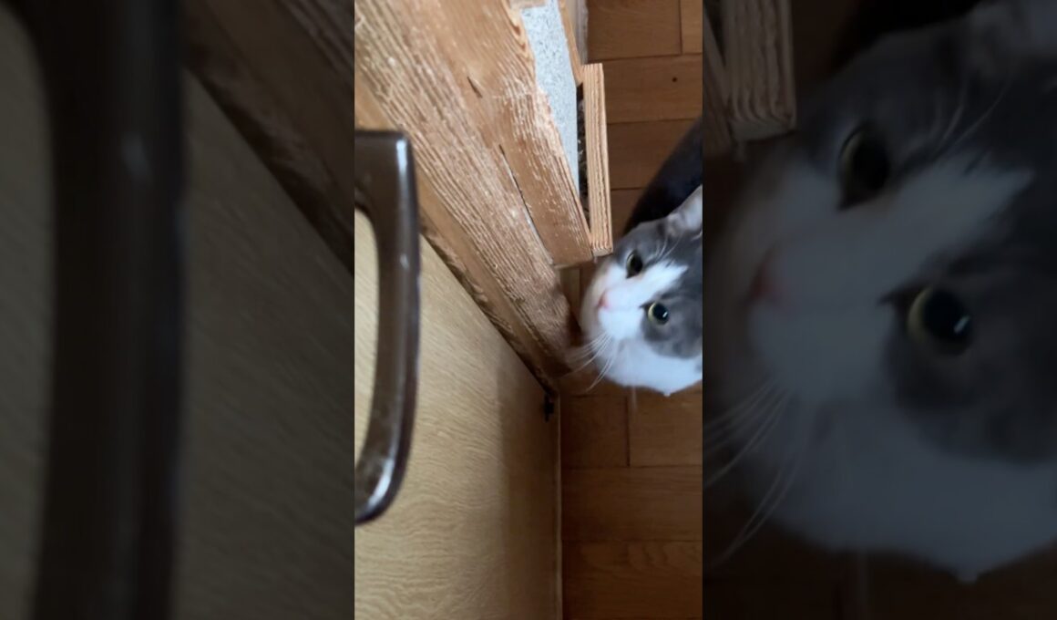 諦めたと見せかけて