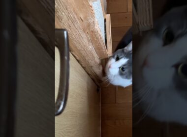 諦めたと見せかけて