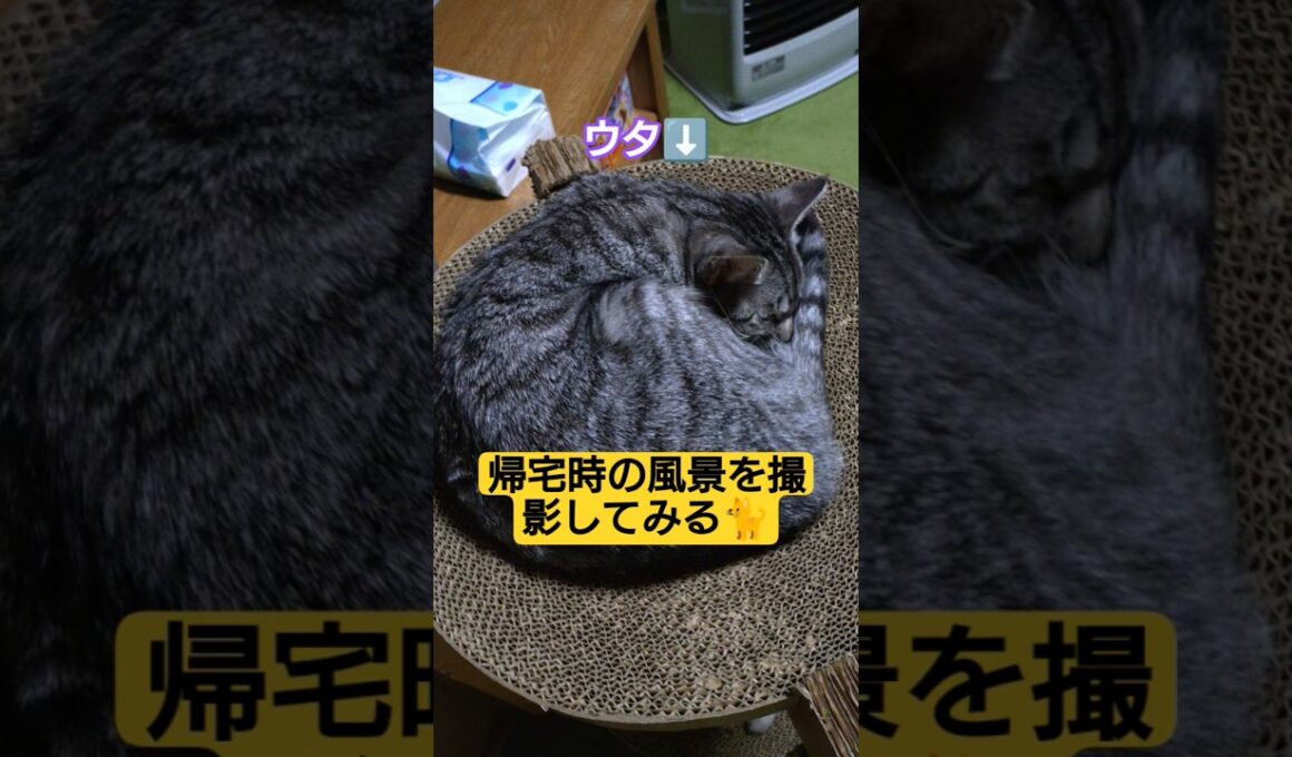 帰宅時の風景を撮影してみる#cute #cat #ねこ #ねこのいる生活 #いやしねこ #時雨 #ウタ #吹雪