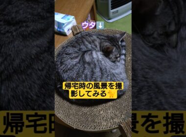 帰宅時の風景を撮影してみる#cute #cat #ねこ #ねこのいる生活 #いやしねこ #時雨 #ウタ #吹雪